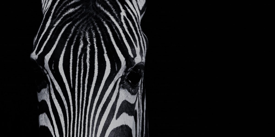 zebraone